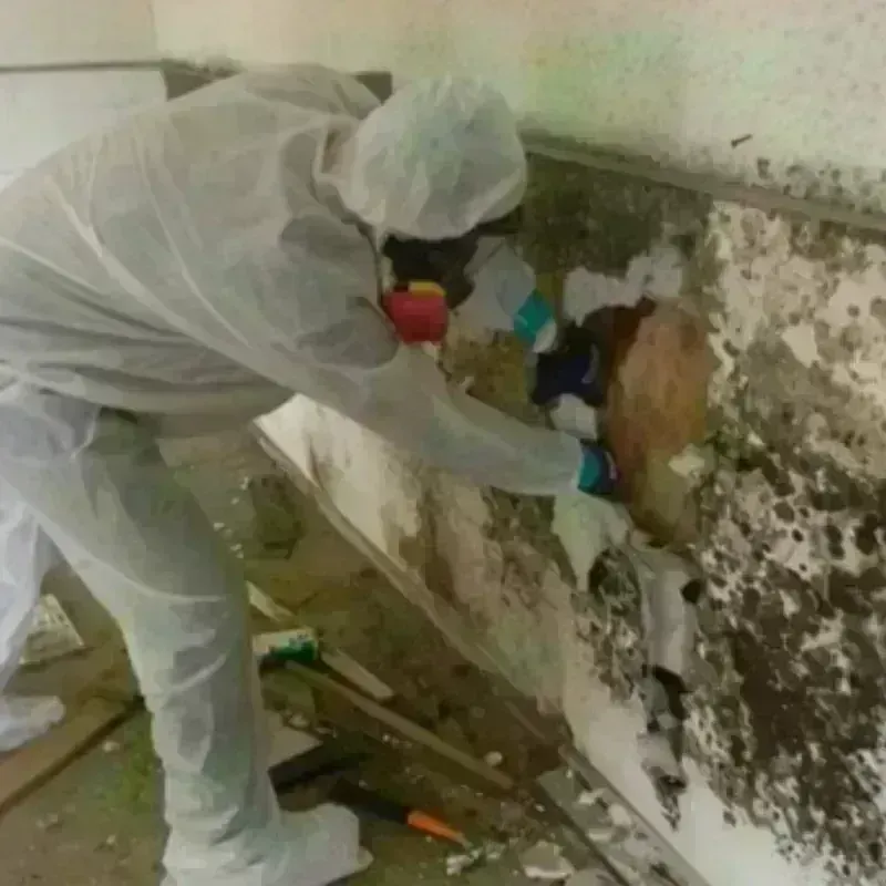 Mold Remediation and Removal in Divide County, ND